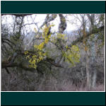 Rheinsteig II 025.jpg